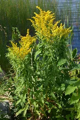 Big Toothed Canada Goldenrod (Solidago Fallax) Gander, Newfoundland 2019 08 21