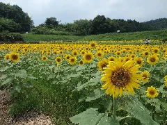 ひまわりの里まんのう