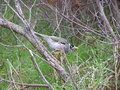 Bird Panoramio (5)