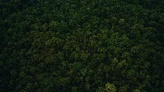Bird's Eye View Of A Forest (Unsplash)