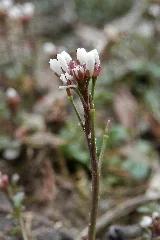 Bittercress (Cardamine Sp.) Simcoe, Ontario 2013 04 14