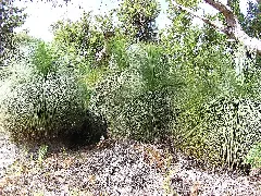 Black Boys (Australian Native Grass Trees) Panoramio