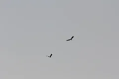 Black Vulture (Left), With Turkey Vulture, Portland, Mi, March 16, 2012 (6988581565)