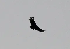 Black Vulture, Portland, Mi, March 16, 2012 (6842472148)