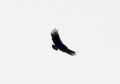 Black Vulture, Portland, Mi, March 16, 2012 (6842472170)
