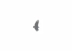 Black Vulture, Portland, Mi, March 16, 2012 (6988595043)