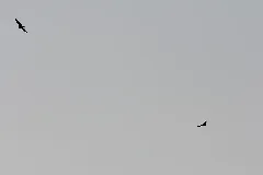 Black Vulture (Right), With Turkey Vulture, Portland, Mi, March 16, 2012 (6842459036)