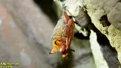 Black Winged Myotis Imported From Inaturalist Photo 6268974 On 26 January 2022