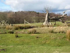 Blasted Tree Above Shittlehope Burn Geograph.org.uk 348822
