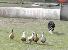 Border Collie Shows Finesse Panoramio