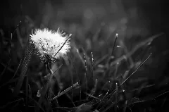Born To Blow Away (3591588855)