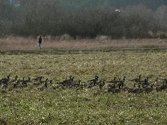 Branta Canadensis 28286