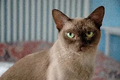 British Burmese Felicia 784