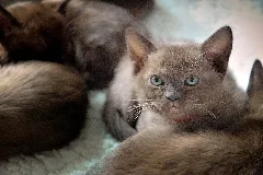 British Burmese Kitten Geisha 755