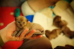 British Burmese Kitten Geisha I Hand