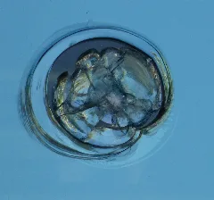 Broken Glass 1040819 Nevit