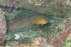 Brotula Multibarbata (1866762287)
