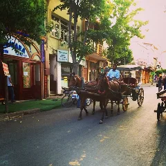Buyukada Princese Horse Nature Turkey Istanbul Tree Island (14272282965)