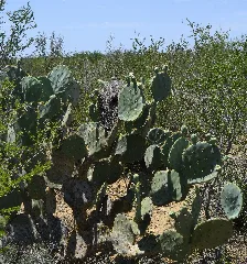 Cactus Wren Nest Panoramio