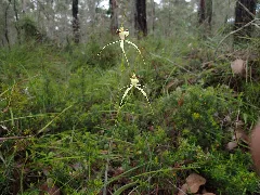 Caladenia Busselliana 01