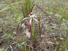 Caladenia Chapmanii (2)