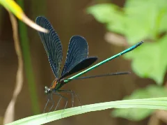 Calopteryx Atrata 20100710