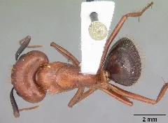 Camponotus Floridanus Casent0103672 Dorsal 1