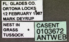 Camponotus Floridanus Casent0103672 Label 1