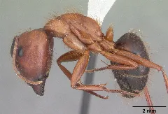 Camponotus Floridanus Casent0103672 Profile 1