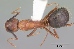 Camponotus Floridanus Casent0103673 Dorsal 1