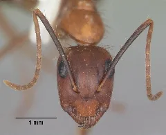 Camponotus Floridanus Casent0103673 Head 1