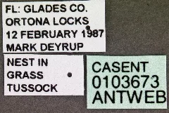 Camponotus Floridanus Casent0103673 Label 1