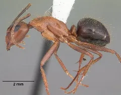 Camponotus Floridanus Casent0103673 Profile 1