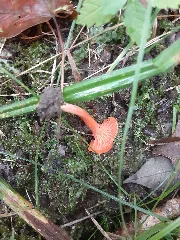 Cantharellus Cinnabarinus 94929904