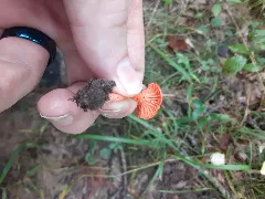 Cantharellus Cinnabarinus 94929914