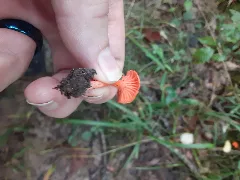 Cantharellus Cinnabarinus 94929927