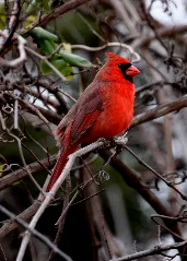 Cardinalis Cardinalis Usa Male 8