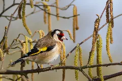 Carduelis Carduelis (2012)