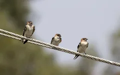 Cecropis Rufula European Red Rumped Swallow, Adana, Turkey 01