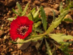 Centaurea Tchihatcheffii Yanardoner Sevgi 05668