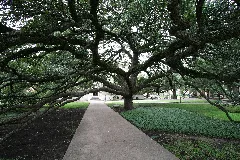 Century Tree
