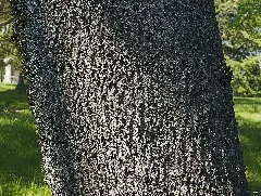 Cercis Siliquastrum Ecorse