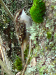 Certhia Americana 28291
