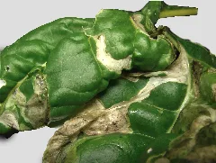 Chard Leaf Miner Damage (Blisters)