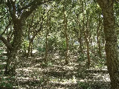 Cheneraie Liège De Monte Catillo