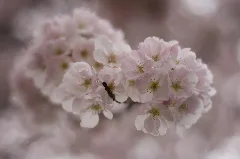 Cherry Blossoms (4475204314)