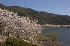 土師ダムの桜 Cherry Blossoms Panoramio