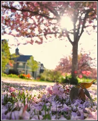 Cherry Trees In Vancouver (4470213686)