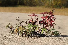 Comarum Palustre Autumn