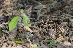 Common Pauraque Nyctidromus Albicollis Full Body